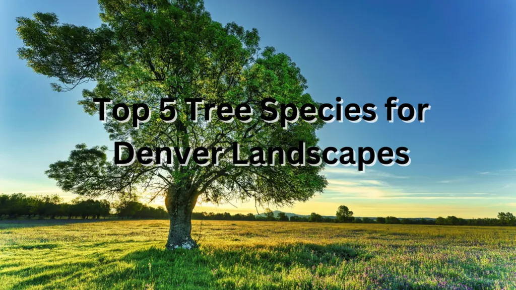 Top 5 Tree Species for Denver Landscapes 1 Red Bold Finance YouTube Thumbnail 28