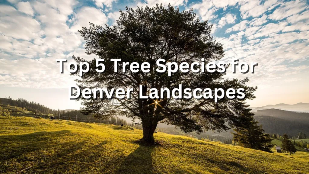 Top 5 Tree Species for Denver Landscapes 2 Red Bold Finance YouTube Thumbnail 29
