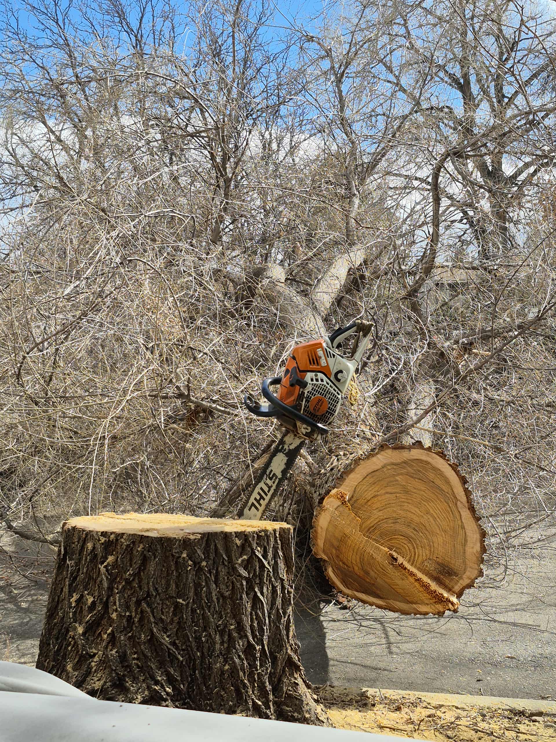 Tree Service Denver Tree Removal