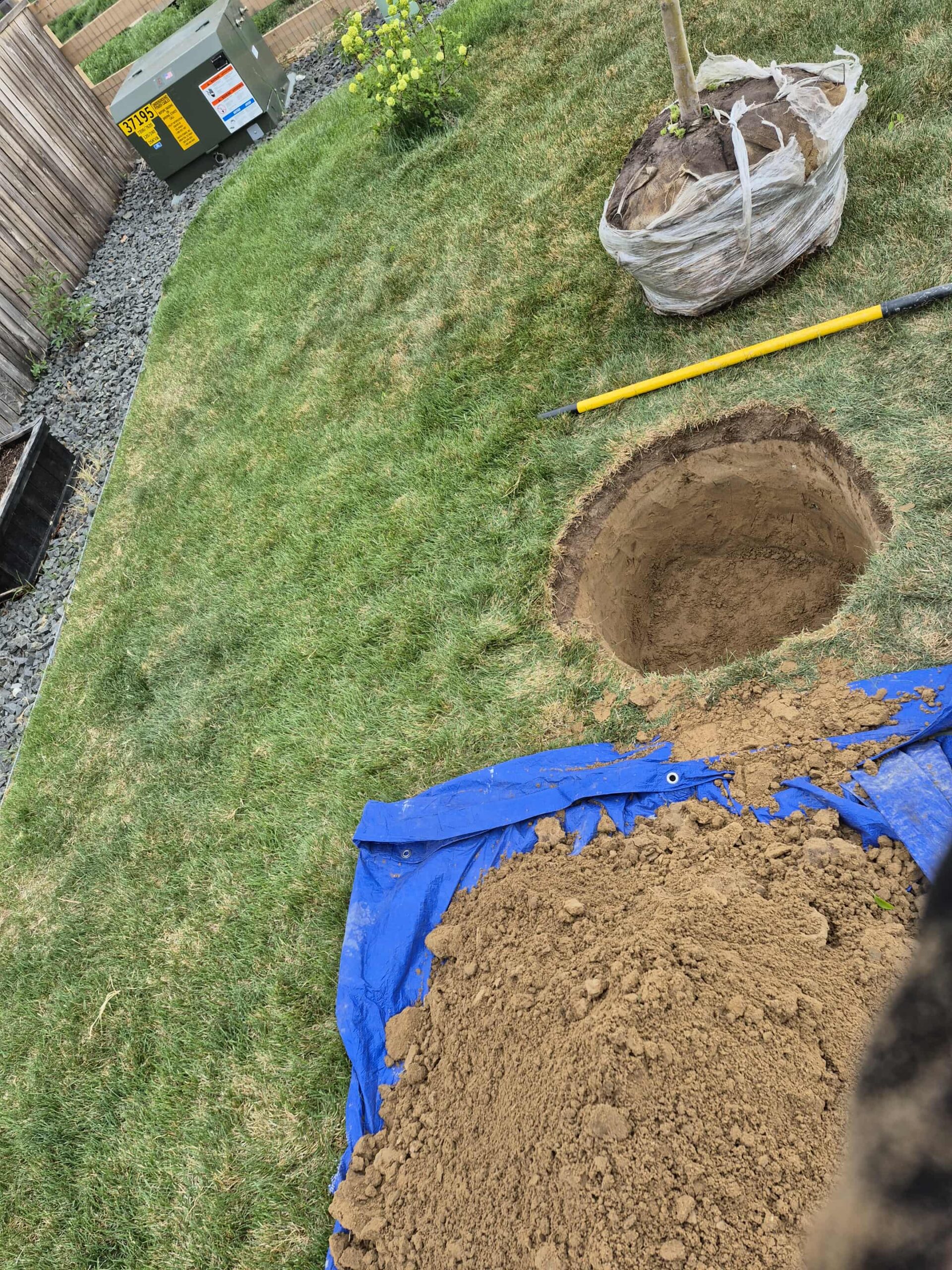 Tree planting Service in Denver, CO