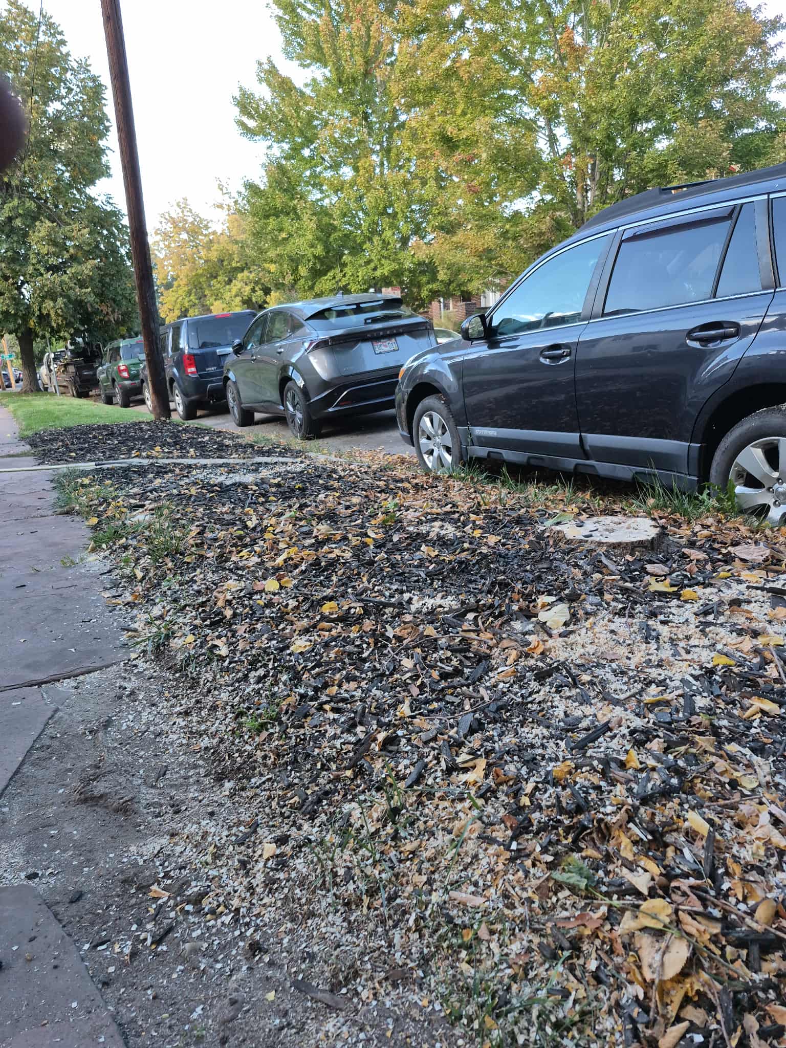 Tree Service Denver Tree Removal After Job Is Done