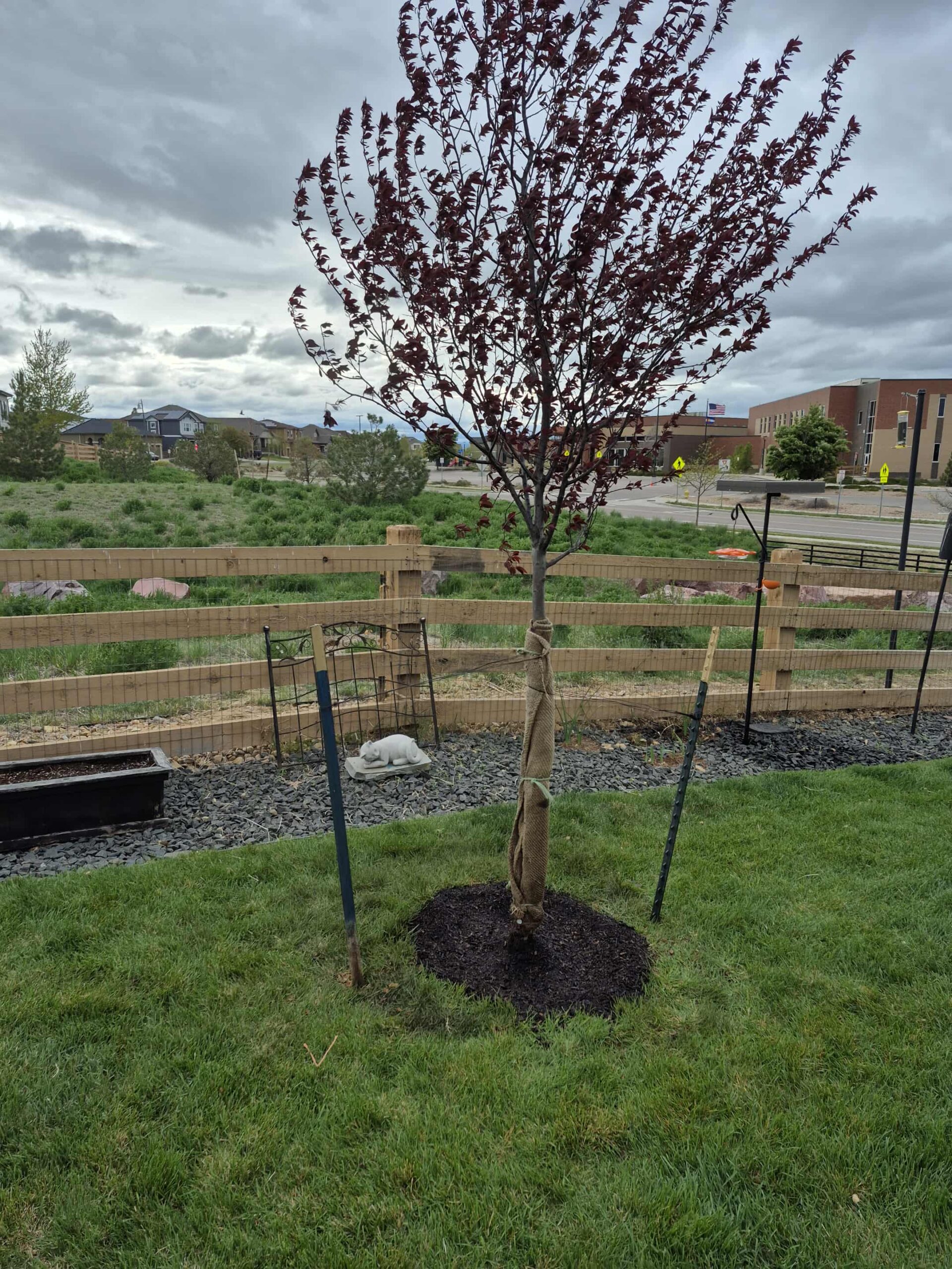 The job is done and tree is planted