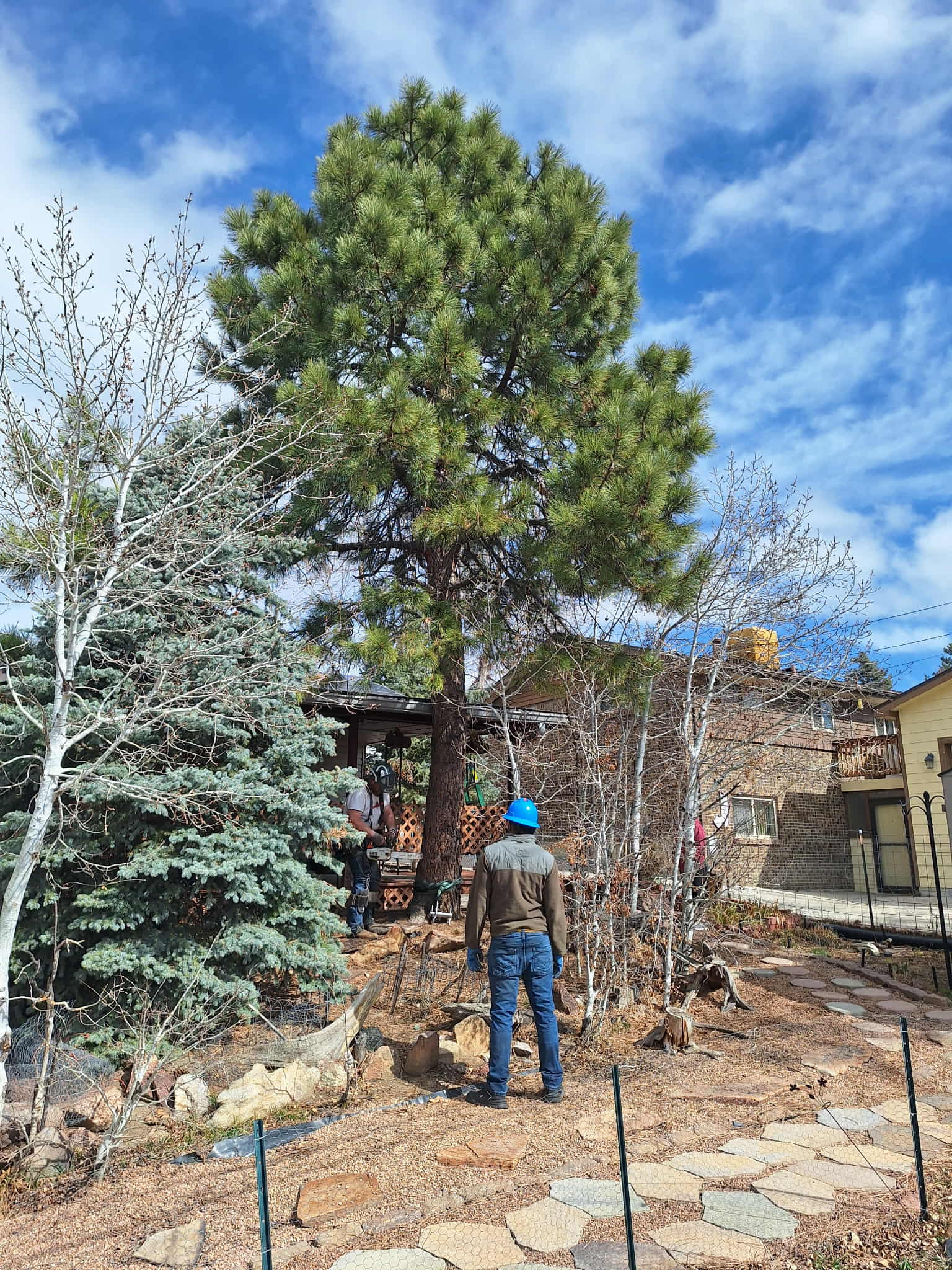 Residential Tree Services