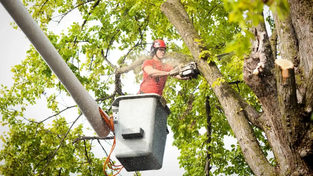 Tree Removal Services Img