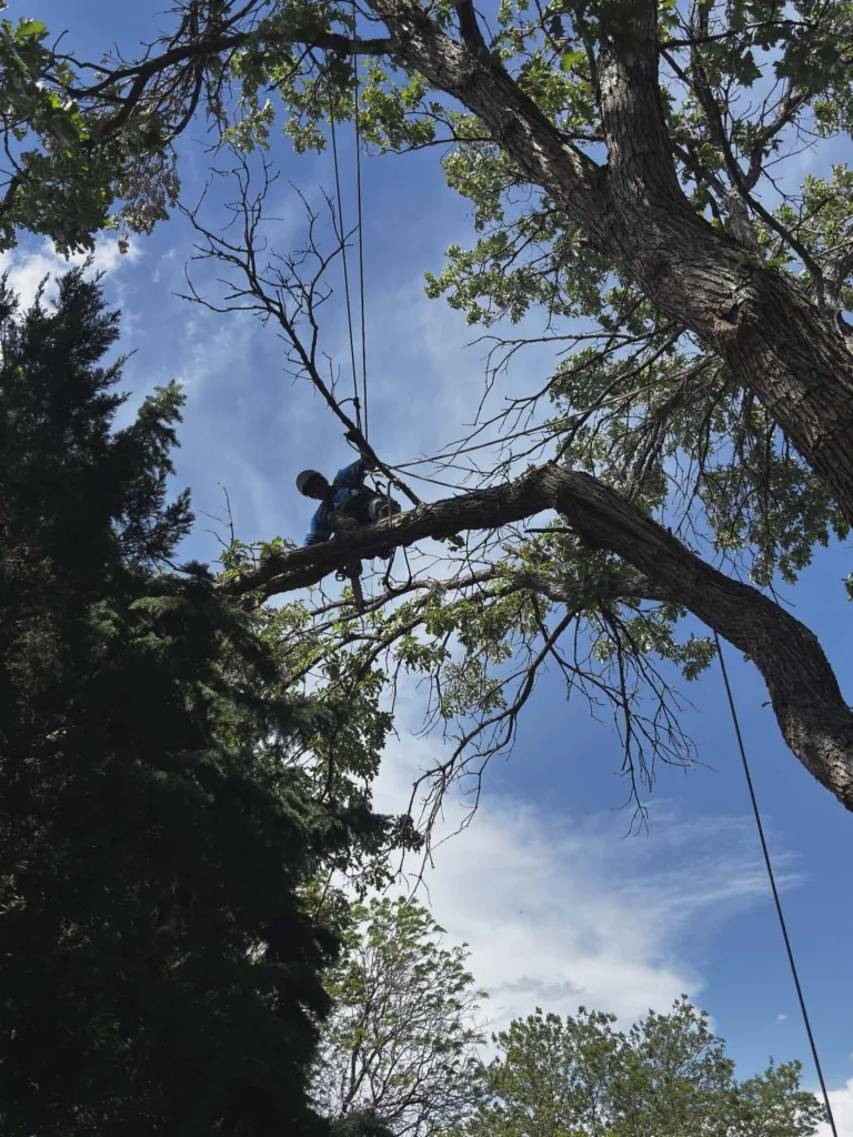 ISA member arborist rope-climbing a mature oak for structural pruning in Denver