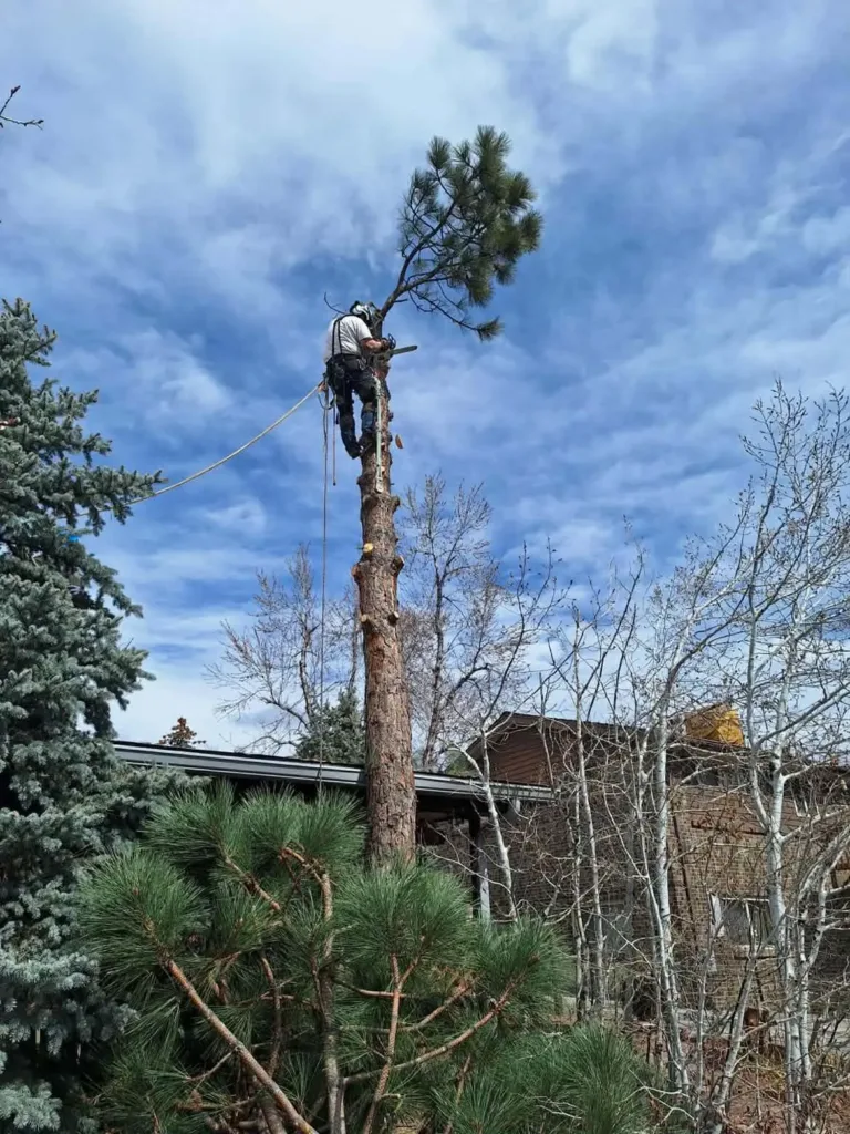 Roped arborist topping a tall ponderosa pine during a Denver removal