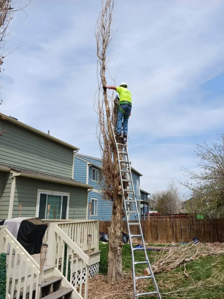 Tree Service Denver arborist on a ladder chainsawing a dead tree between Denver homes