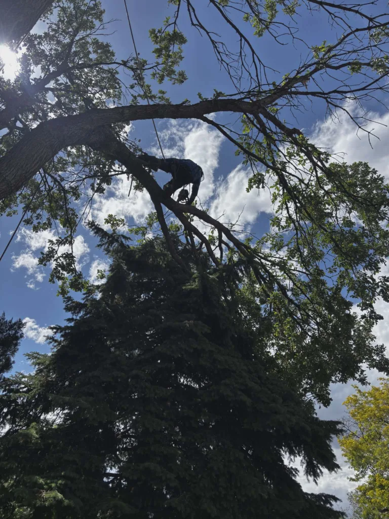 Arborist working high in an oak canopy during a Denver tree trimming job