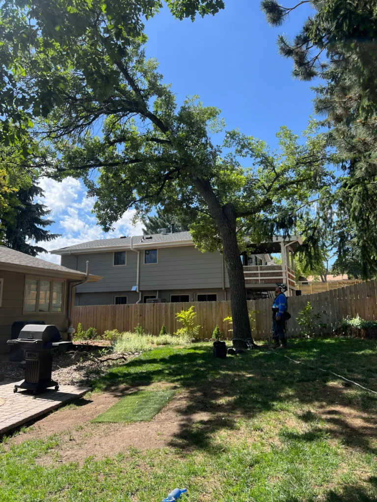 Tree Service Denver LLC climber setting rigging at the base of a mature oak in a Denver backyard