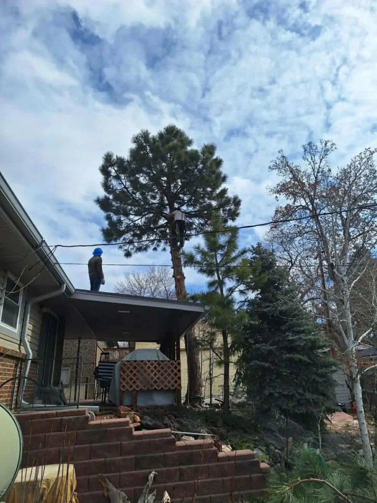 Arborist topping a tall pine over a Denver backyard deck