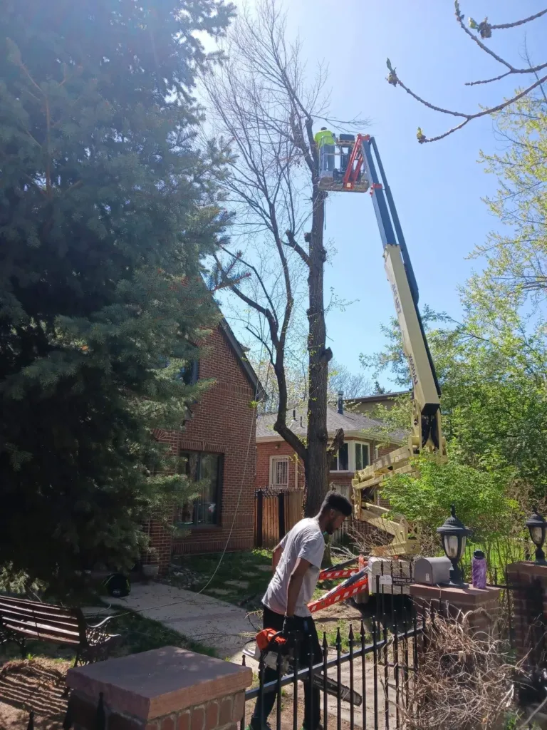 Tree trimming beside a brick home using an aerial lift in Denver, CO