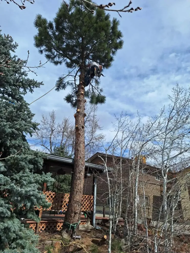 ISA member arborist rigging down a ponderosa pine in Denver
