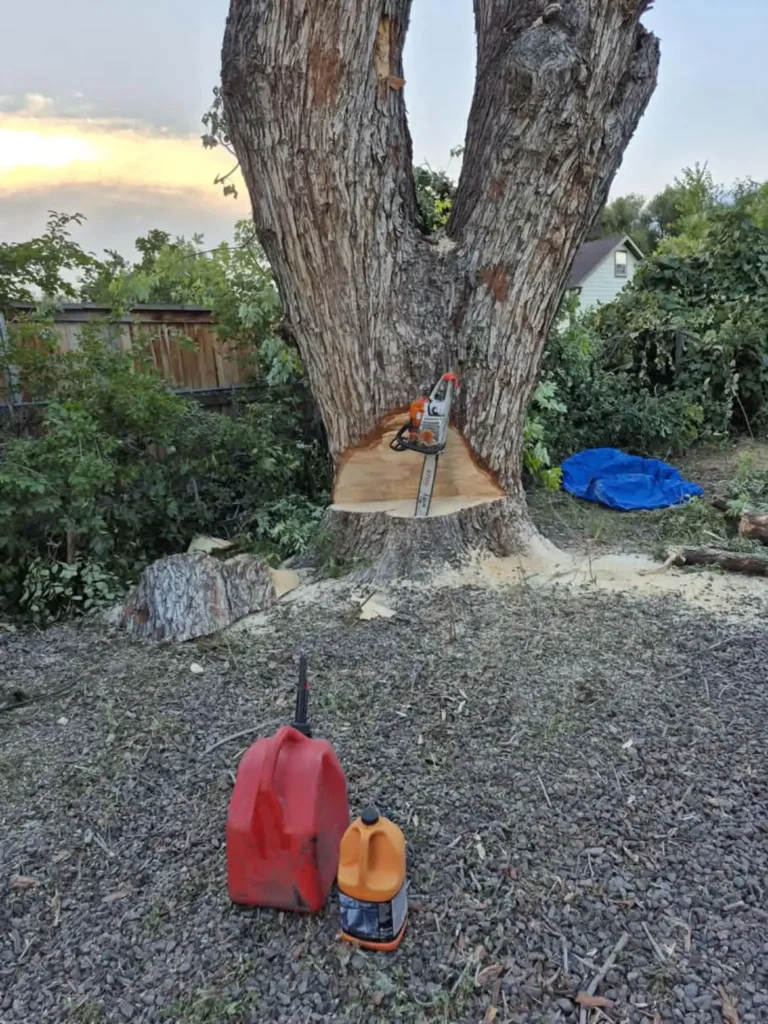 Large cottonwood felling cut with chainsaw during a Denver tree removal