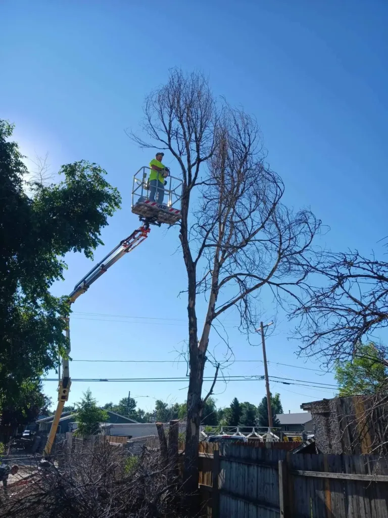 Removing a dead bare tree with a bucket lift in a Denver backyard