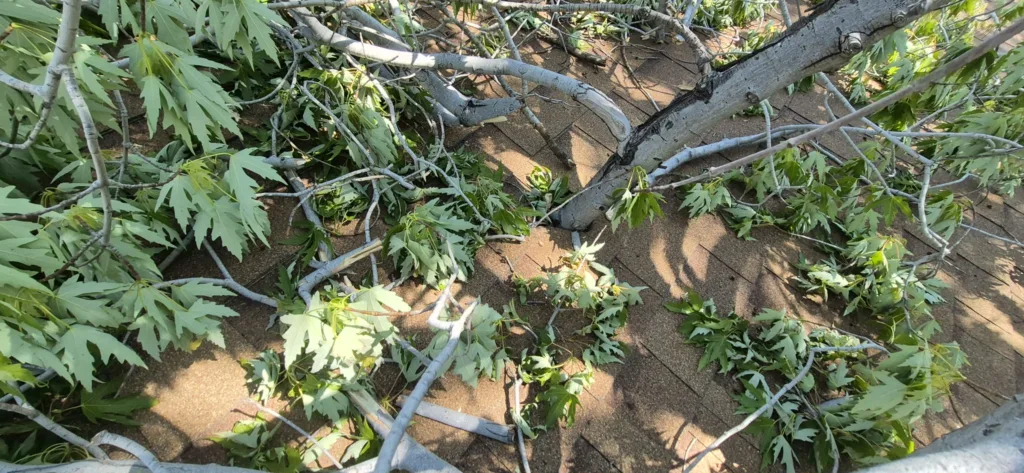 Fallen silver maple branches across a roof after a Denver windstorm