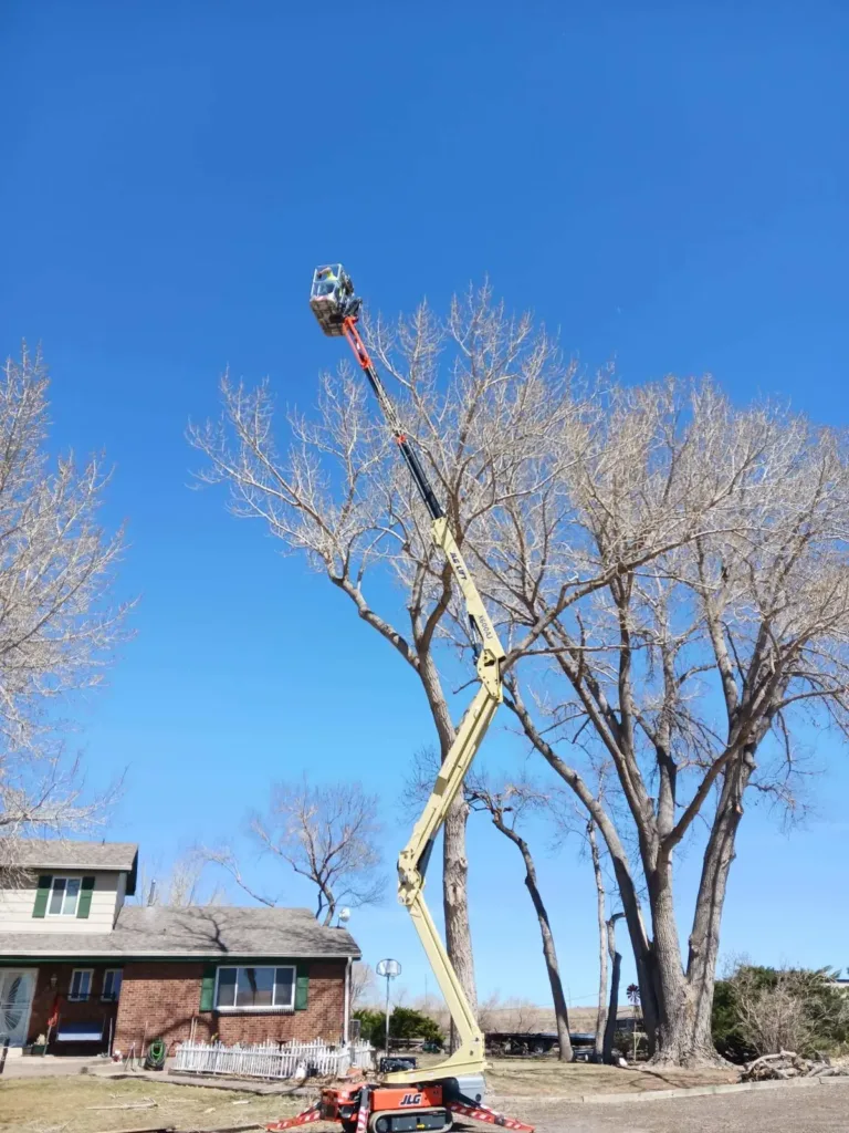 Arborist in a tall JLG boom lift removing an oversized cottonwood in Denver