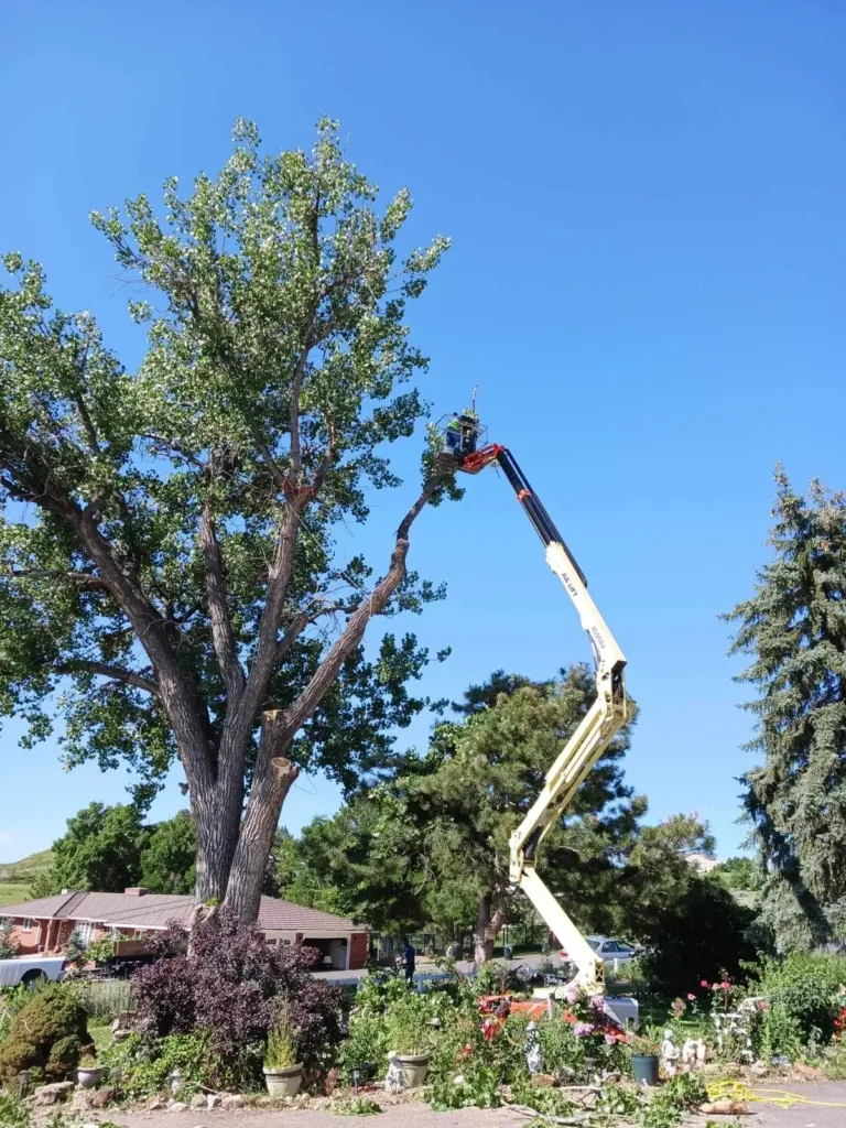 Crown reduction on a large leafy cottonwood with a JLG lift at a Denver home
