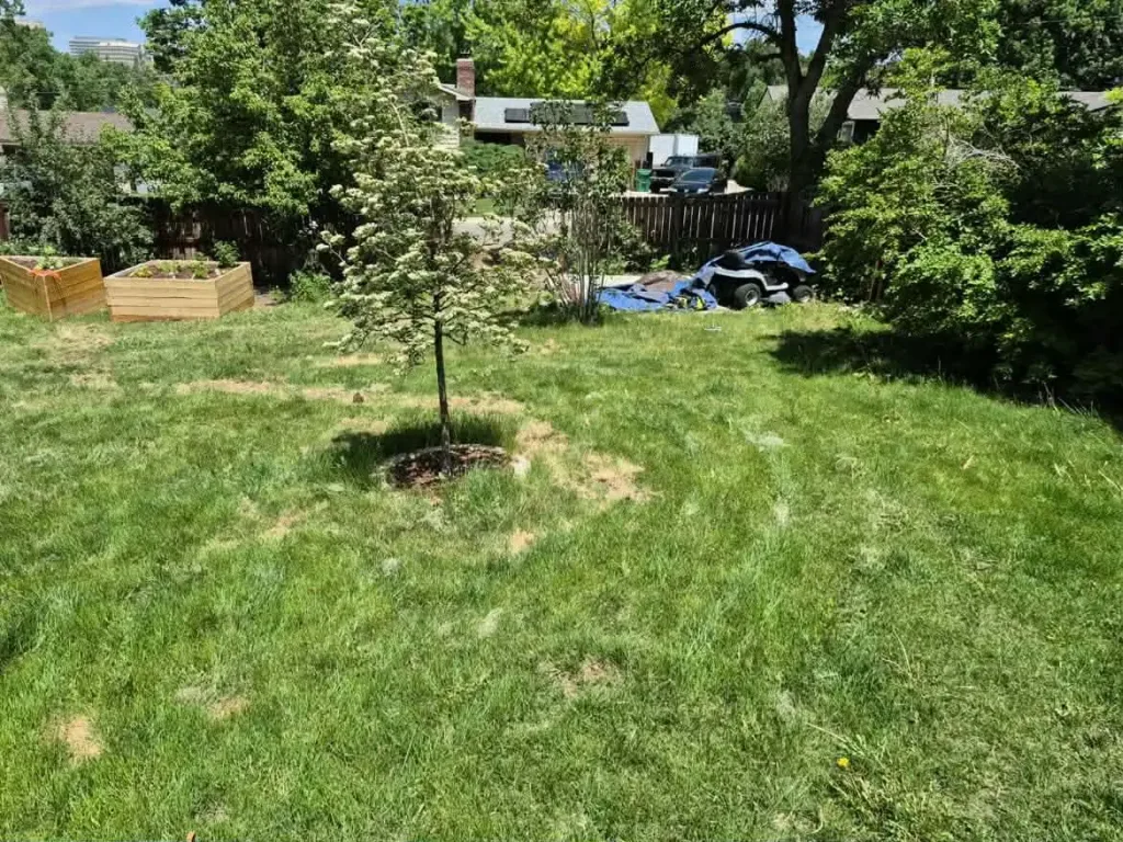 Newly planted tree in a Denver backyard after tree service