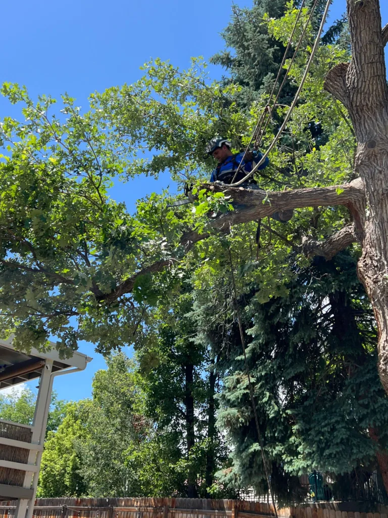 Climber sectioning a large oak limb with rigging during a Denver tree removal