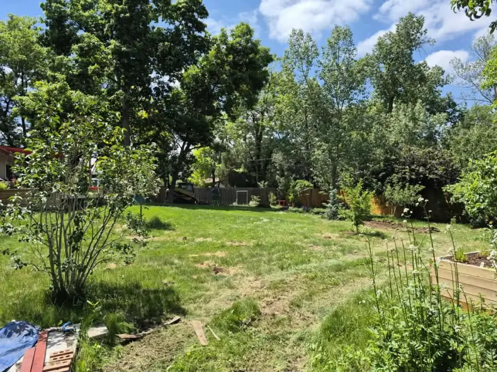 Open backyard lawn after tree removal and haul-away in Denver