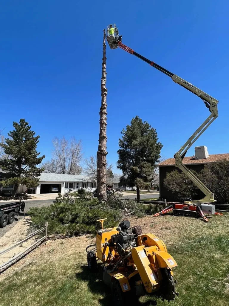 Pine removal in progress with stump grinder staged in a Denver front yard