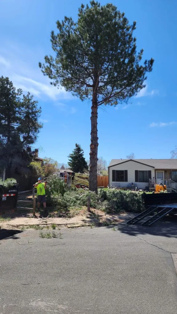 Crew member hauling branches during a pine tree removal at a Denver home