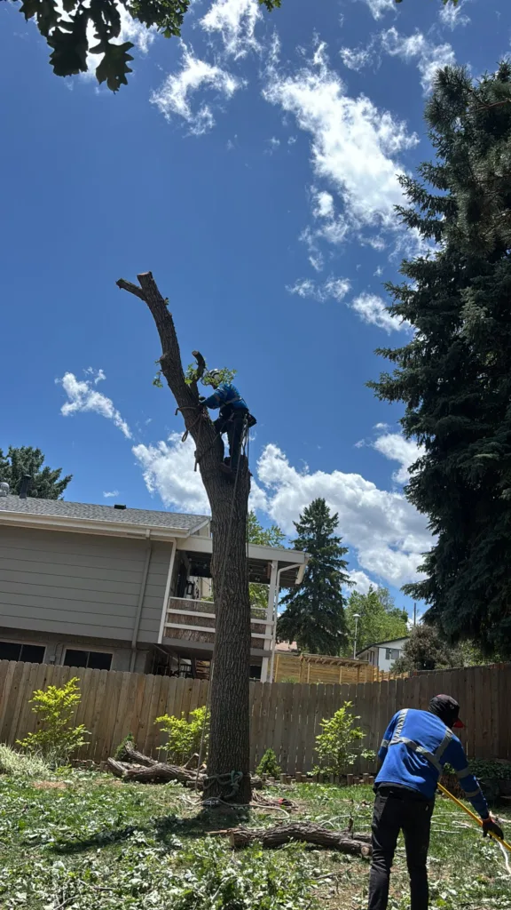 Arborist topping a large tree trunk while crew clears debris during a Denver sectional removal