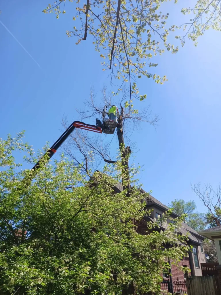 Spring tree pruning over a Denver rooftop with a compact tracked boom lift