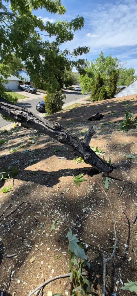 Storm-damaged silver maple limb resting on a Denver home roof before emergency removal