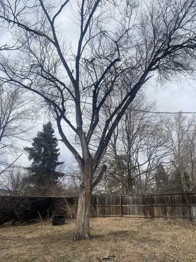 Dormant-season structural pruning cuts on a mature Denver shade tree