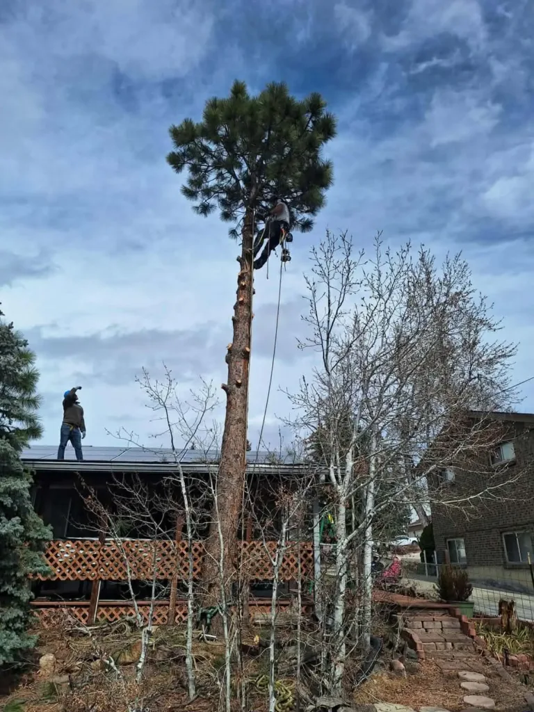 Tree climber dismantling a pine above a solar-paneled Denver home