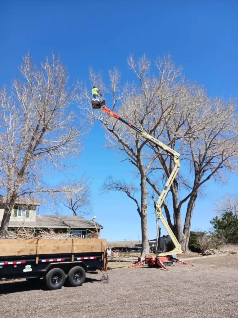 Tree Service Denver crew removing a large bare cottonwood with a JLG aerial lift in Denver, CO