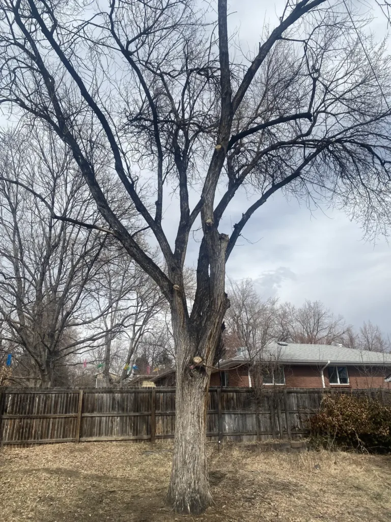Winter tree trimming results on a large tree in a Denver backyard